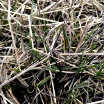 foxtail barley
