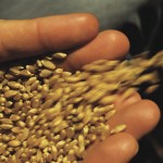 wheat grains in a person't hand