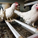 Hens in a cage