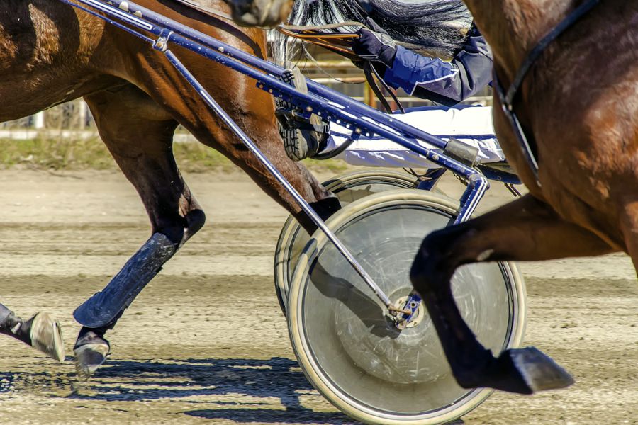 Harness horse racing