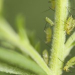 Aphids on a plant stem