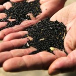 canola seed in hands
