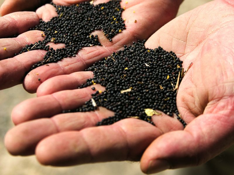 canola seed in hands