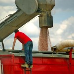 Auger filling a grain truck