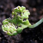 flea beetle damage on a leaf