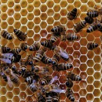 bees in a hive