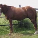 overweight horse