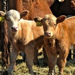 Producers insured a total of 21,982 head of calves by the May 29 deadline for calf policies.
