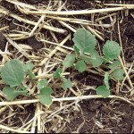 Canola is a more suitable crop for broadcast seeding than sunflowers or even cereals.