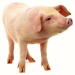 piglet