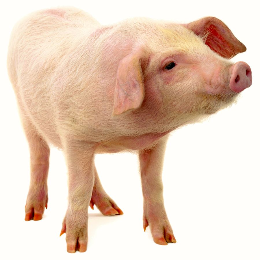 piglet
