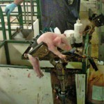 Piglet nestled in the processing arm.