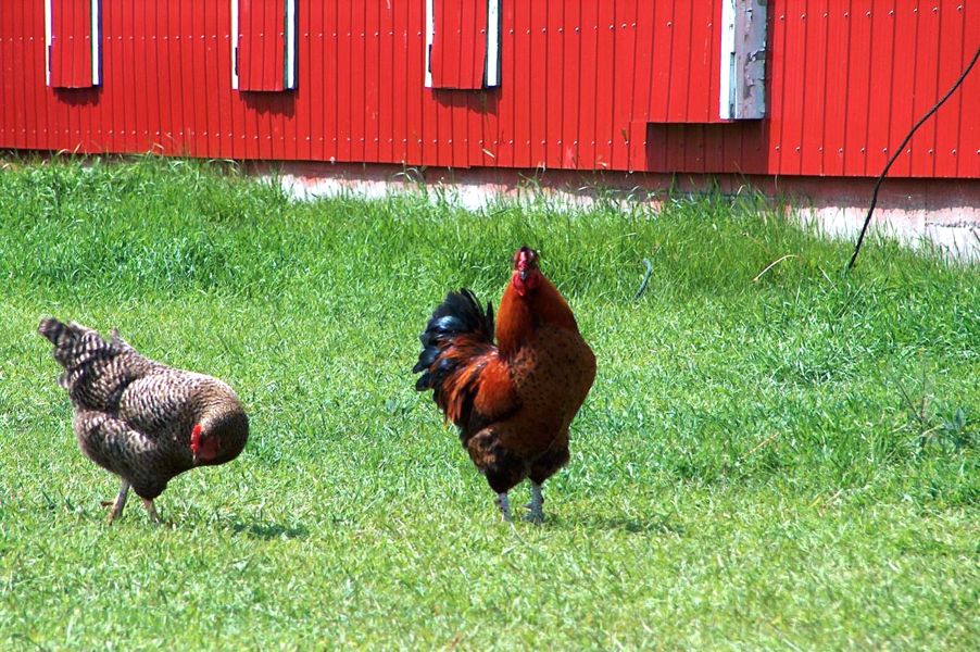 rooster and hen in a farmyard