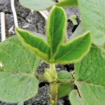soybean seedling