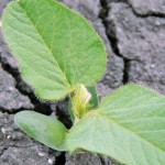 soybean seedling