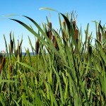 wetland