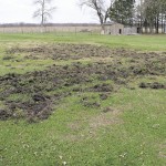 field trampled by wild pigs