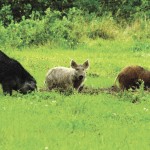 Wild pigs