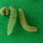 Alfalfa Weevil found in alfalfa