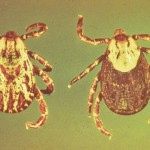 American dog tick.