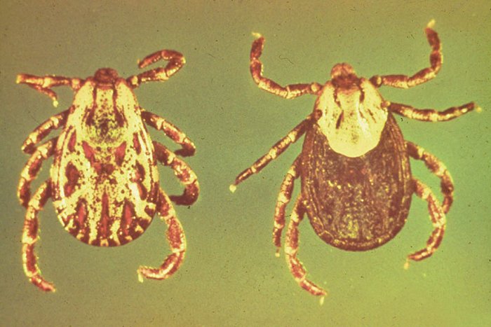 American dog tick.