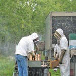 beekeepers