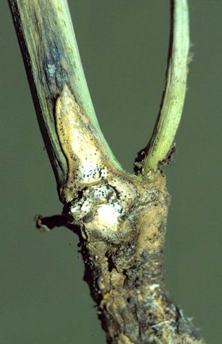 Blackleg stem