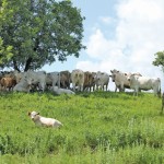 Mixed crop and livestock farming can be good for the soil.