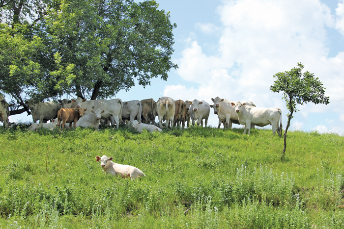 mixed-crop-and-livestock-farming