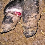 The symptoms of lameness related to ergot toxicity can be mistaken for foot rot in the initial stages, but do not respond to treatment.