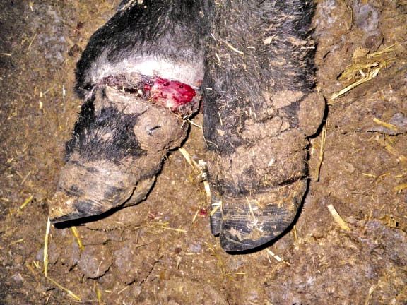 The symptoms of lameness related to ergot toxicity can be mistaken for foot rot in the initial stages, but do not respond to treatment.
