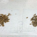 It is impossible to determine whether pelleted feed contains ergot toxins without laboratory testing. The sample on the left contains 230 ppb ergot toxins. The sample on the right contains 38,900 ppb.