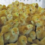 A group of Rhode Island Red chicks at the University of Alberta’s Poultry 
Research Centre, which has housed collections of heritage chickens for 
more than 20 years. 
