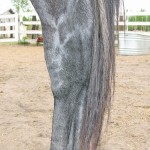 Many equine athletes have their careers cut short because of arthritis.