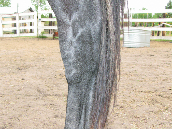 Many equine athletes have their careers cut short because of arthritis.