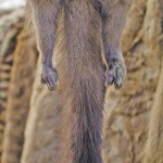 mink fur