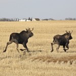 Fungus in your forage? Try moose drool