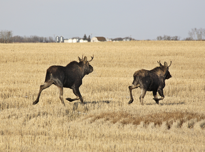 Fungus in your forage? Try moose drool