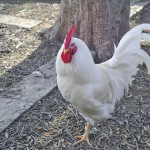 Genetic tweaking caused a fertility problem in Ross roosters, which sire 25 per cent of the commercial broiler flock in theU.S.and virtually all of Canada’s.