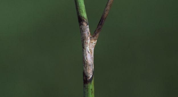 A sclerotinia-infected canola stem. (Photo courtesy Canola Council of Canada)