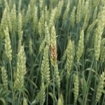 The treatment works by introducing a beneficial fungus which consumes the harmful fusarium strain. photo: lionel kaskiw, MAFRD