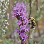 Dotted blazingstar (Liatris punctata) is a native plant species especially attractive to pollinating bumblebees.
