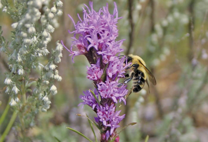 Dotted blazingstar (Liatris punctata) is a native plant species especially attractive to pollinating bumblebees.