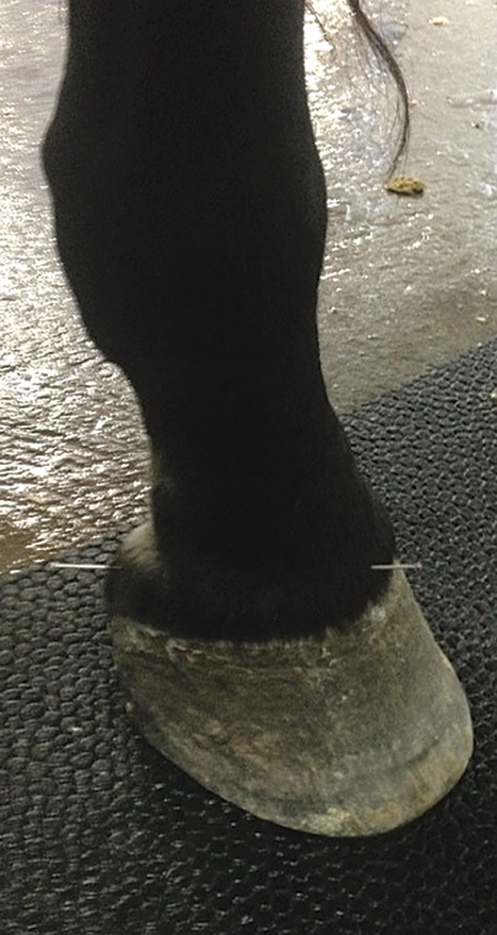 Acupuncture needles are placed on specific points along the coronary band for the treatment or prevention of disease.  Photo: Carol Shwetz 