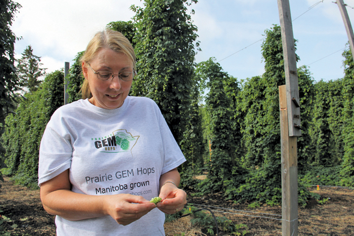 Now in her sixth year growing hops on her Rosser-area acreage, Sandra Gowan’s  225 hops plants are now well established on their tall trellis.  PHOTO: LORRAINE STEVENSON