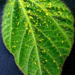 Soybean aphids on the back of a soybean leaf. The white spots are discarded soybean aphid skins. The economic threshold for spraying to control soybean aphids is 250 aphids per plant and rising.