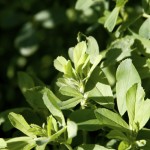 Editorial: The third option