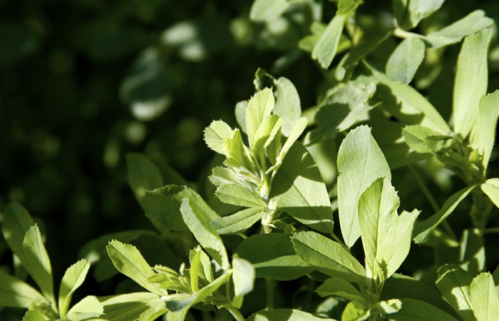 Editorial: The third option