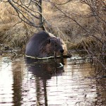 beaver