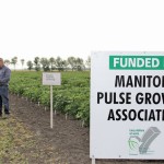 Bob Connor, a plant pathologist at Agriculture and Agri-Food Canada’s Morden Research Station, explained some of his work on bean diseases, including white mould,  common bacterial blight and anthracnose during the Manitoba Pulse Growers Association’s tour of the station Aug. 7. Part of Connor’s funding comes from a levy on pulse crops sales.  
